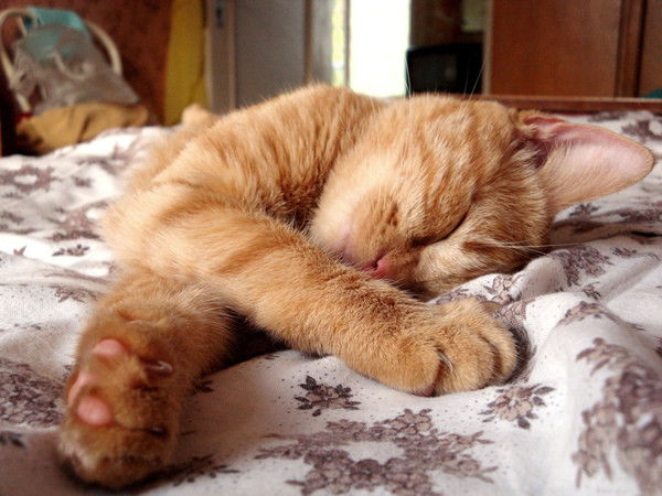 Дмитрий Горемыка