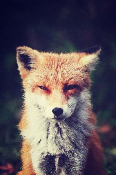 Fox :3