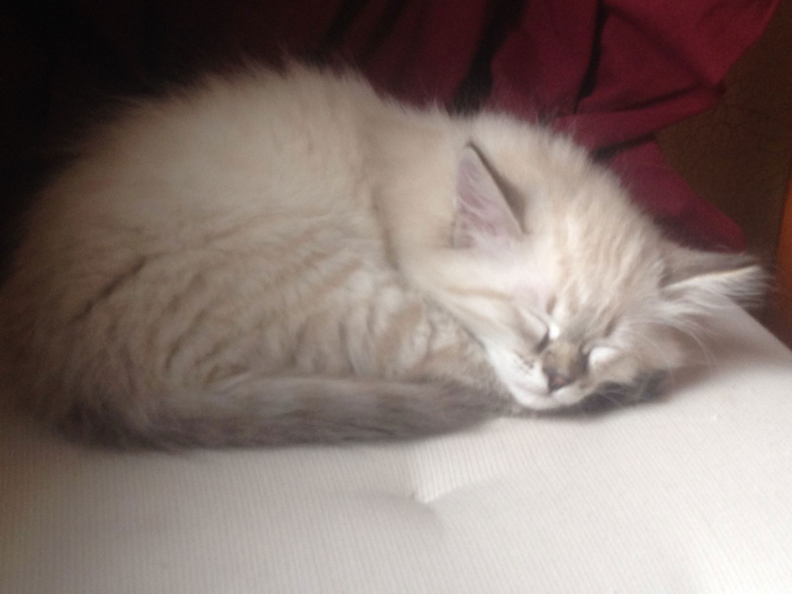 Алексей Лобов