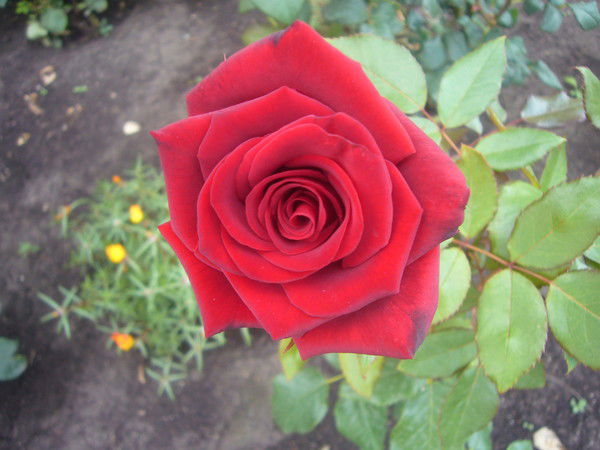 Светлана Казьмина