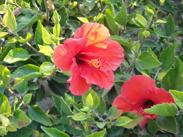 Елена Мелихова