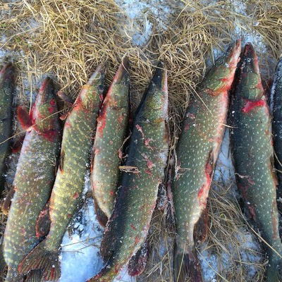 Слава Аркатов