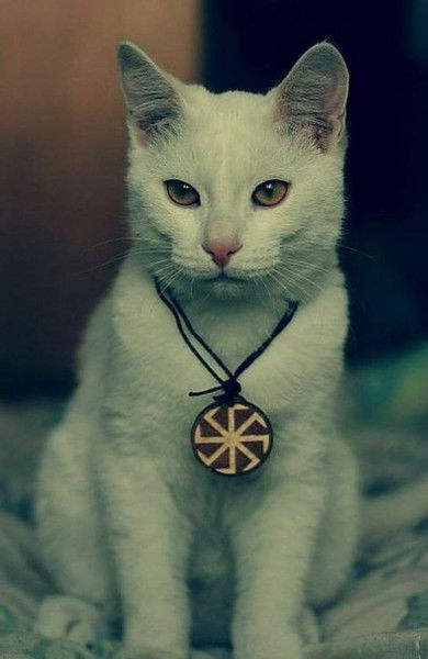 Альберт Куцко