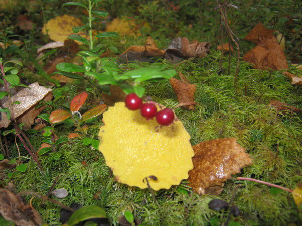 Кайфан Кайфанов