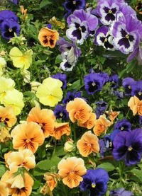 Оксана Мавроммати