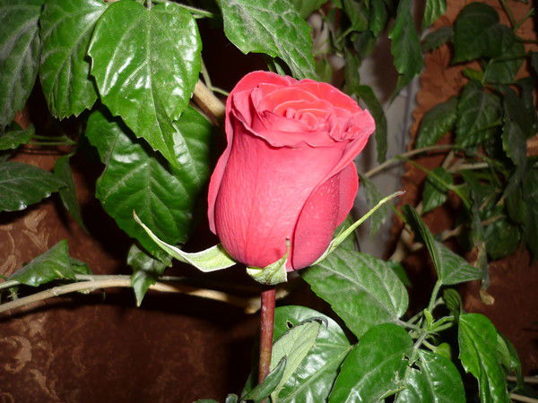 Елена Тихеева