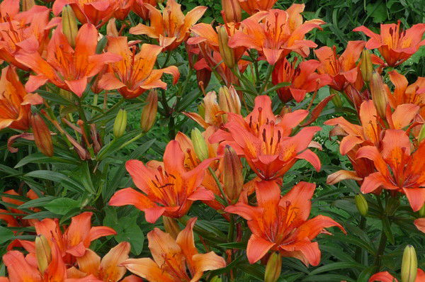 Софья Трофимова