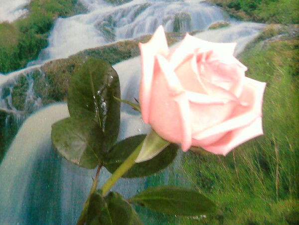 Фария Аминова