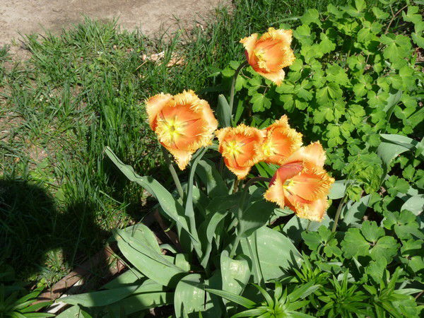 Ольга Ерхова