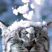 Эльнара Фаилевна