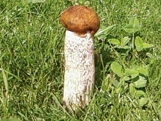 Ирка Галкина