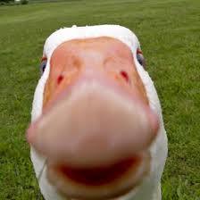 Гусь Капчёный