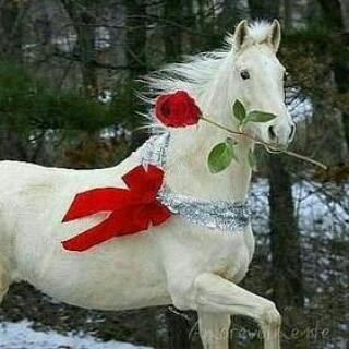 Нурлан Бадыров