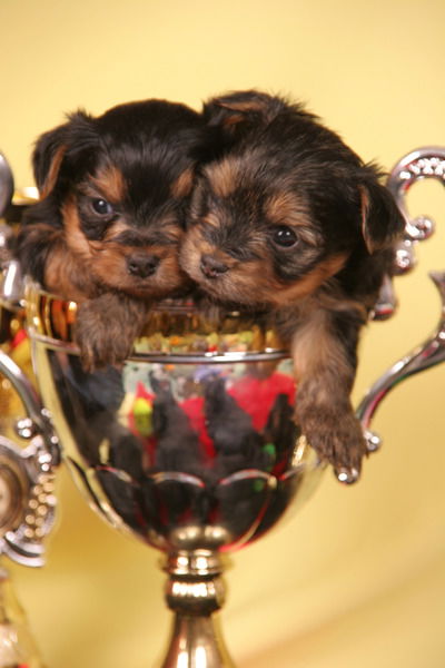 Алевтина Спирина