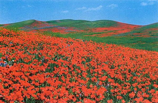 Алма Жанпеисова