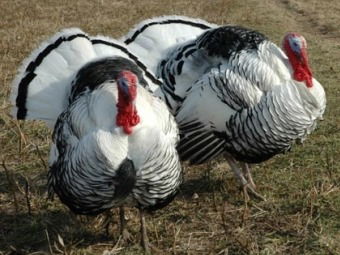 Фтс Индюшкин