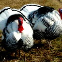 Фтс Индюшкин