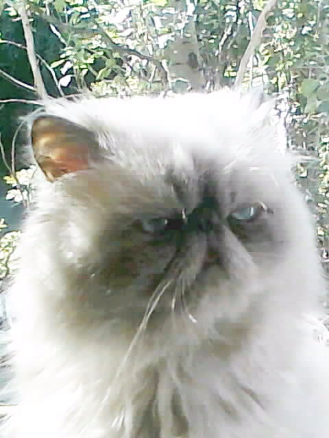 Сан Сергеич-Старый Кот