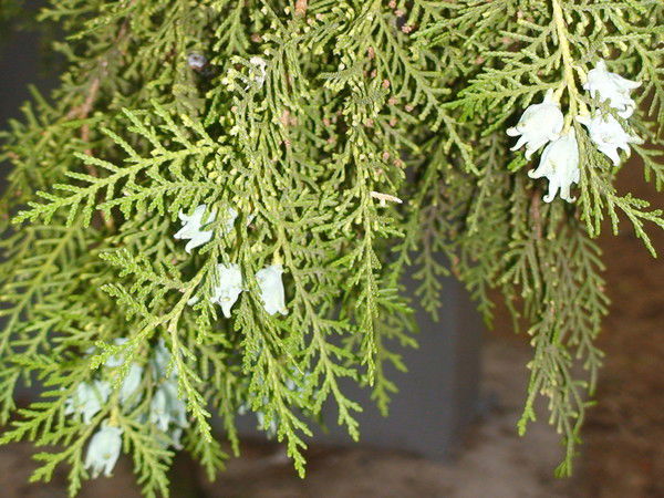 Елена Калинкина