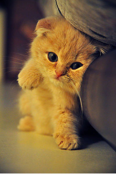 Анастасия Деревяшкина