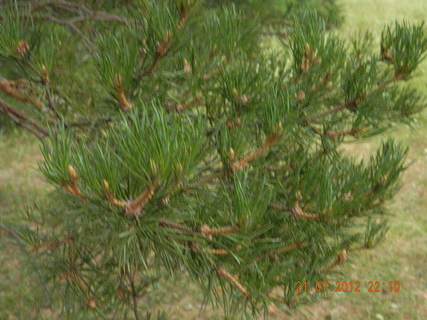 Апсаликова Нина