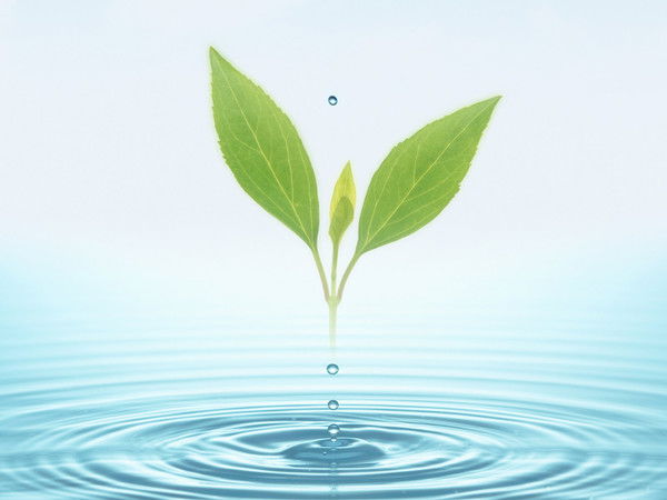 Анастасия Алексеева