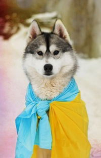 Ваня Гаринець