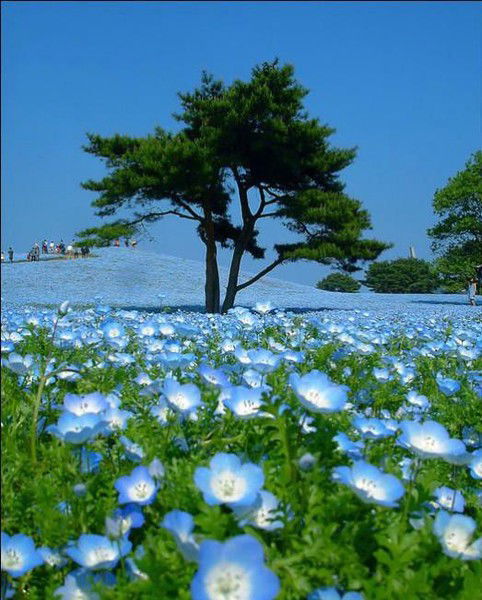 Олеся Иванютина