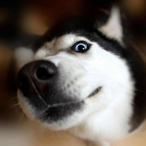 Елена Пфенинг