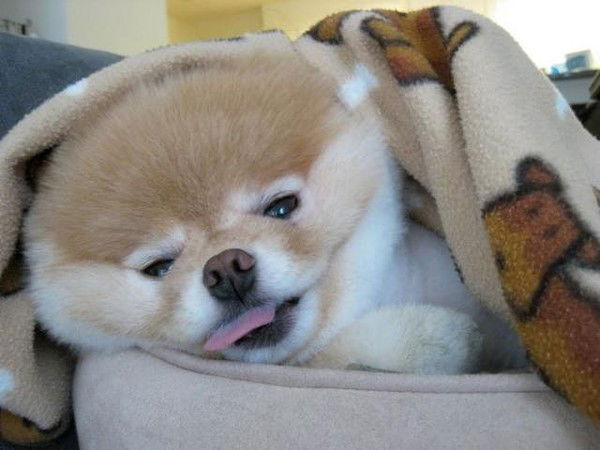 Анастасья Панфилова