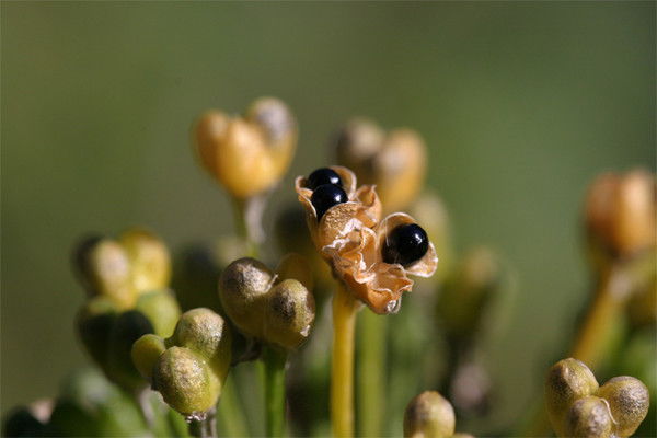 Лариса Петрович