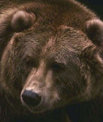 Вадим Пестов