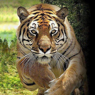 Ирина Мезенцева