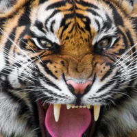 Михаил Мигаль