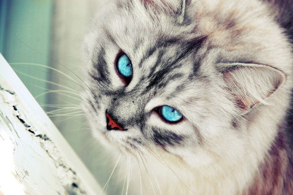 Анастасия Лигаева