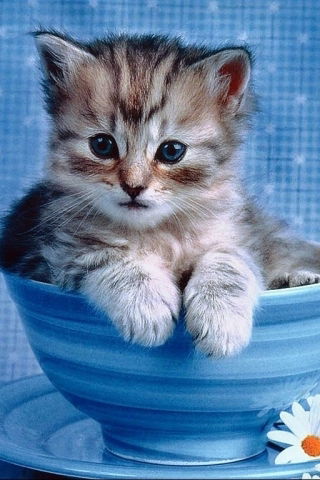 Гавриленко Тамара