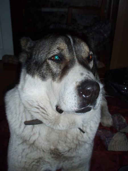 Полозкова Елена