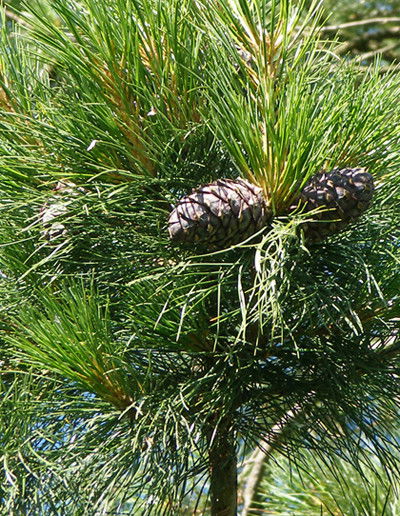 Айрат Мингазов