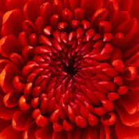 Камила Мирзоева