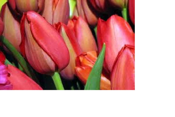 Нургул Баймуратова