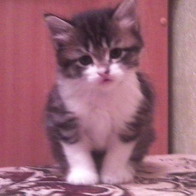 Алина Ковалёва