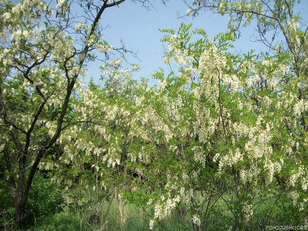 Елена Лытарева