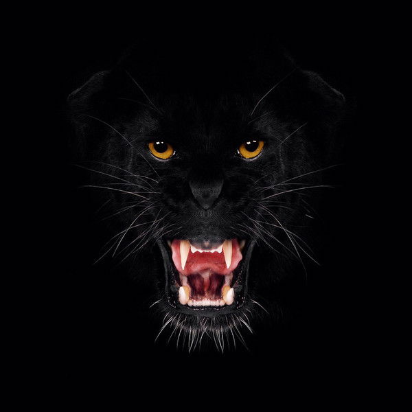 Жук Майский