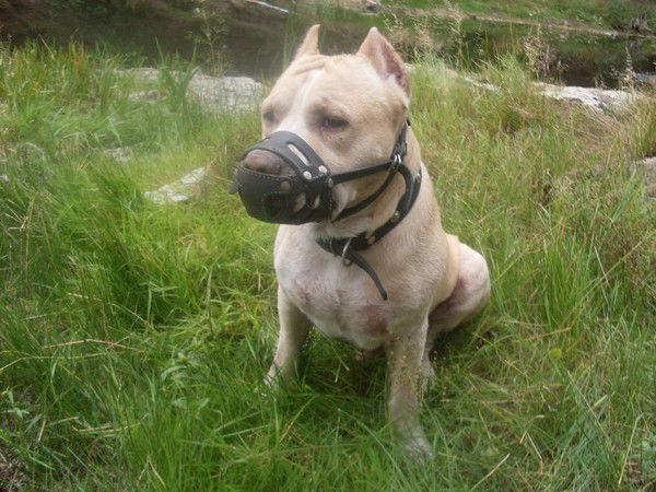 Ирина Калина