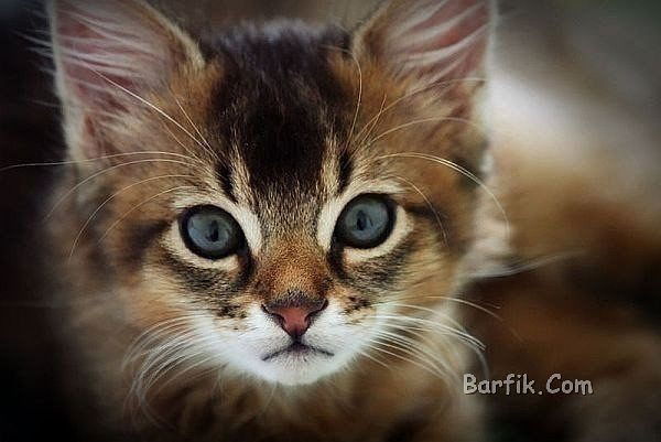 Максим Сафонов