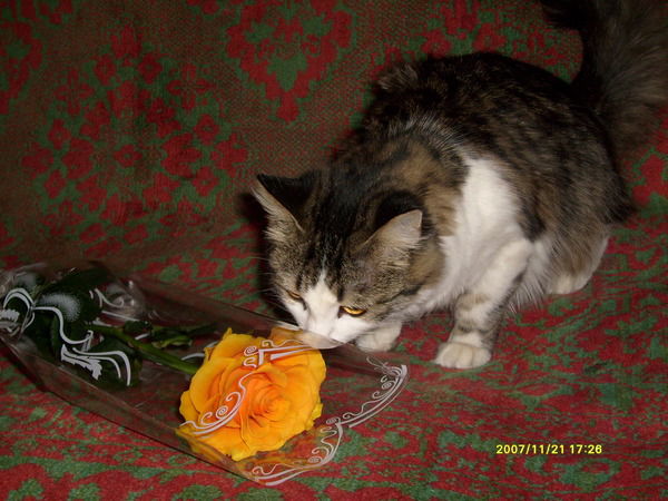 Аня Гуртовая