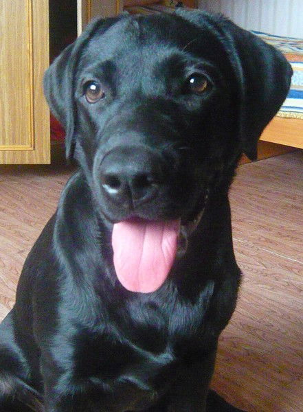 Илья Миколайчик