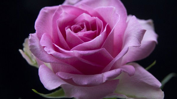 Оксана Святкина