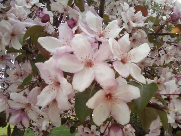 Эмилия Черных