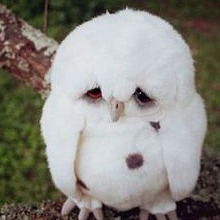 Наталья Бутунина